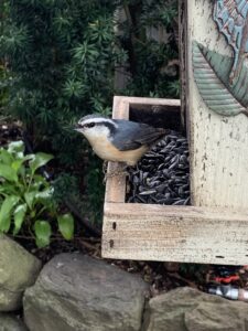 Nuthatch bird in bird feeder