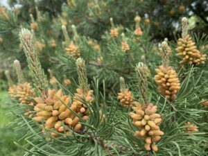 Coast pine with new growth showing male pines and pollen.