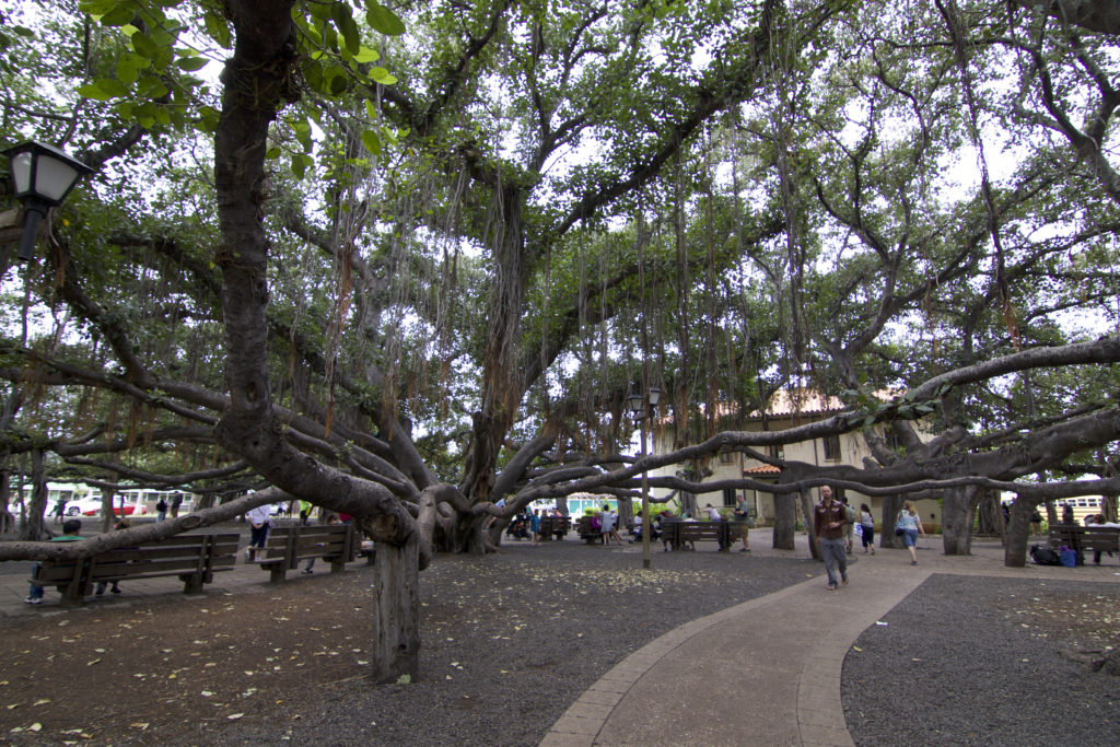 Amazing Trees—The Unique and the Odd (the Pacific Northwest, Hawaii