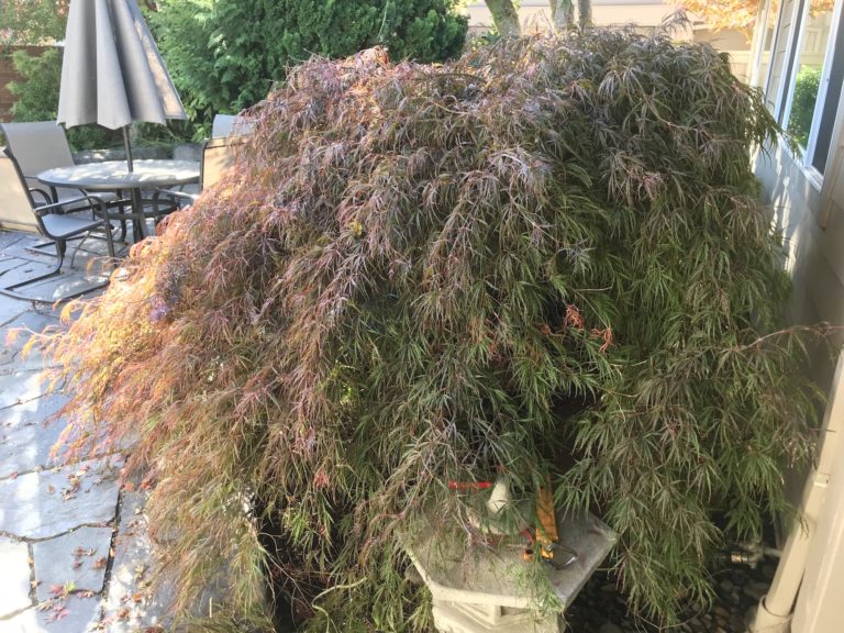 How to Prune Laceleaf Japanese Maples Good News Tree Service, Inc.