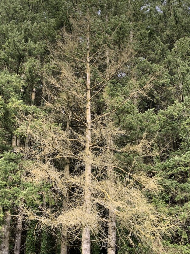 Why Do Mature Trees Suddenly Die? Good News Tree Service, Inc.