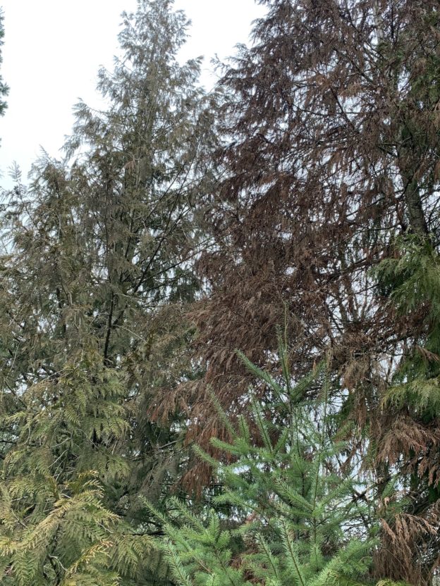 Why Do Mature Trees Suddenly Die? Good News Tree Service, Inc.