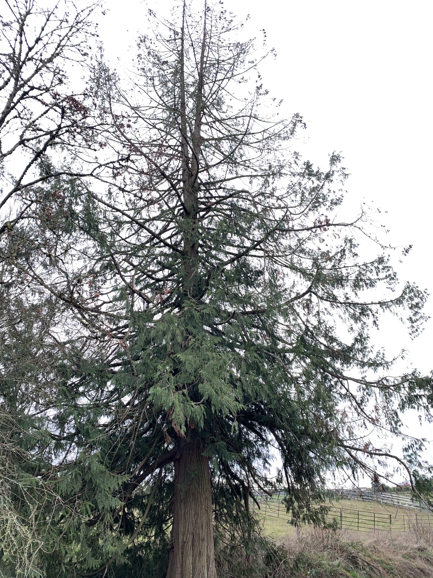 Why Do Mature Trees Suddenly Die? Good News Tree Service, Inc.