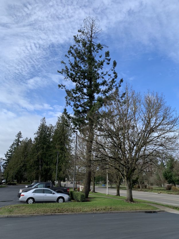 Why Do Mature Trees Suddenly Die? Good News Tree Service, Inc.