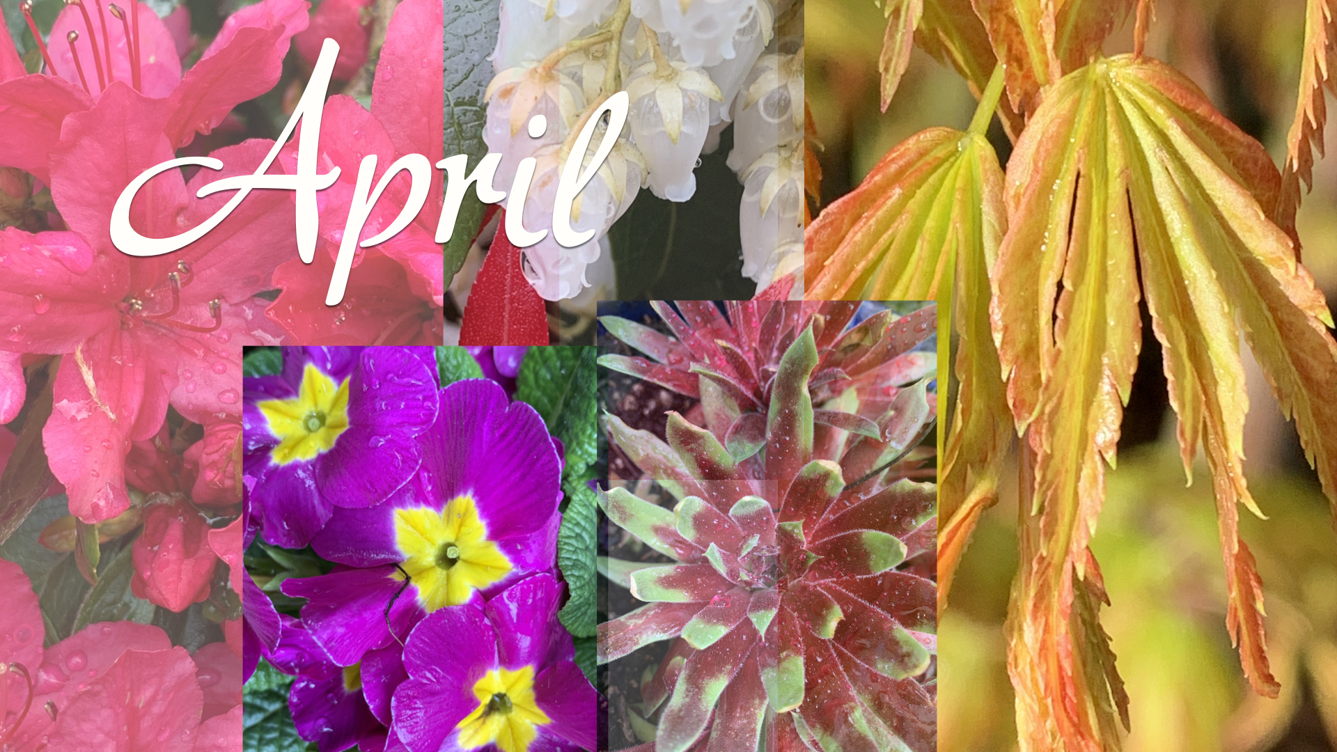 April in the Garden—A To Do List | Good News Tree Service, Inc.