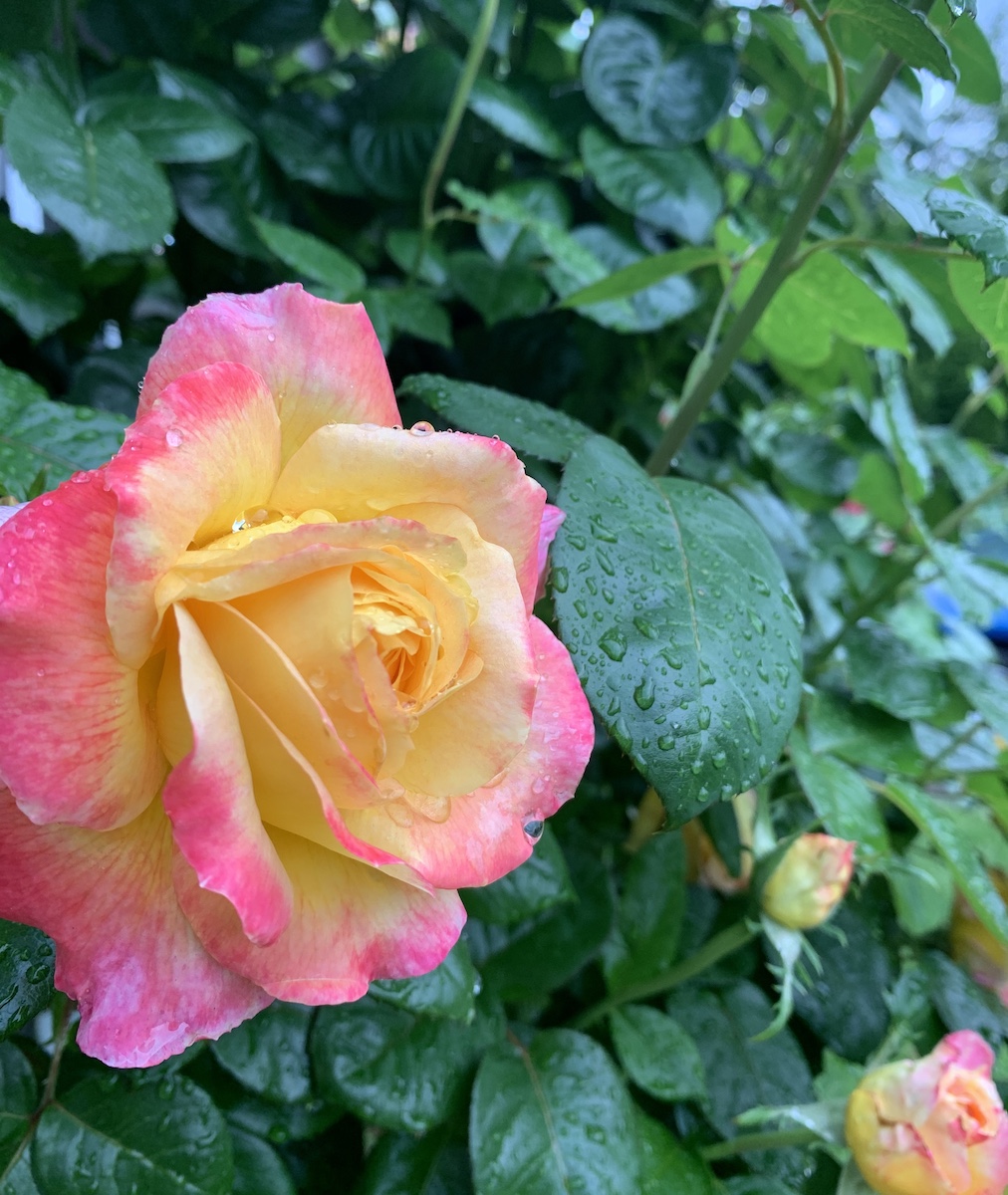 Rose Care MonthByMonth Good News Tree Service, Inc.