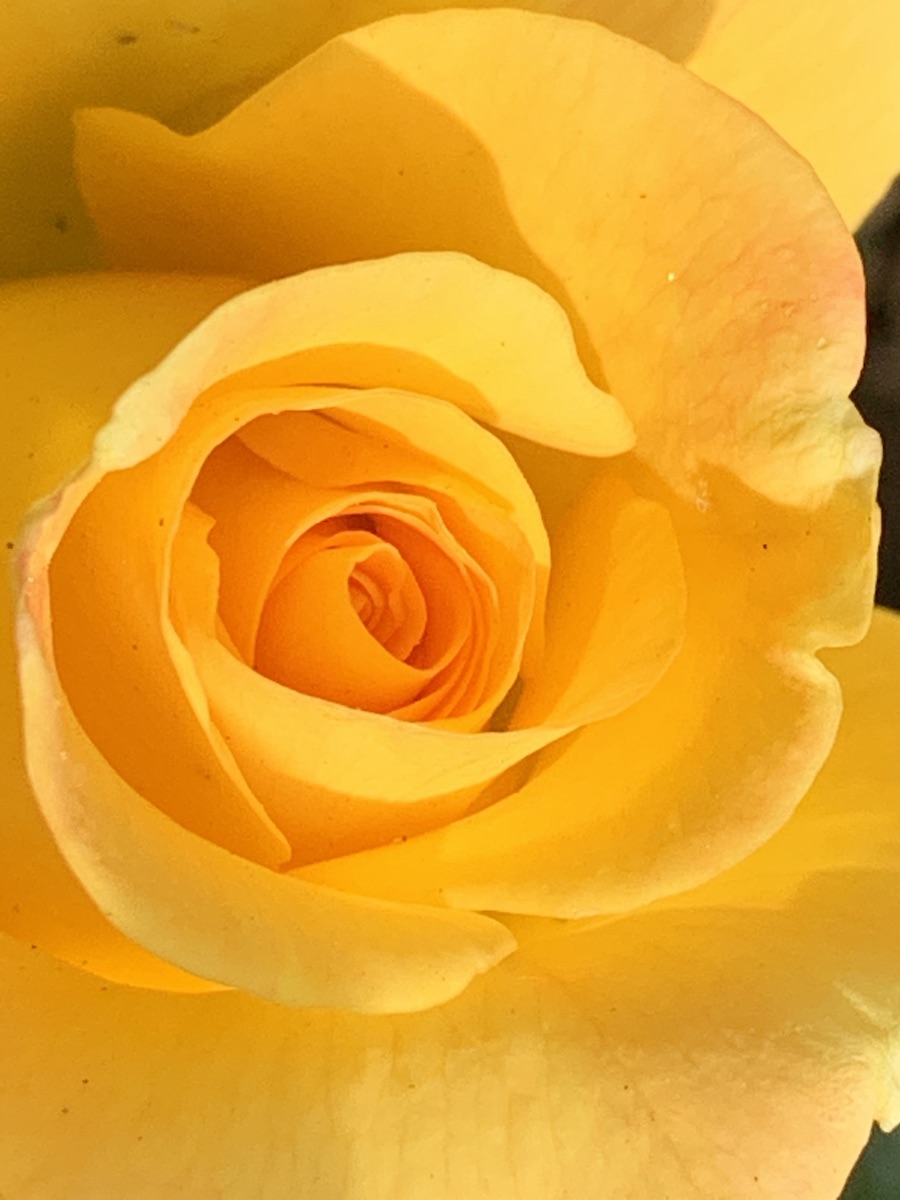 Rose Care MonthByMonth Good News Tree Service, Inc.