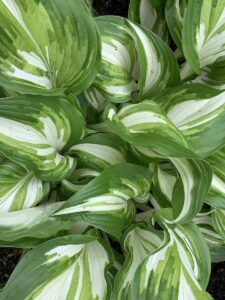 Close up photo of a Hosta plant with variegated leaves.