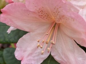 Close up of a pink Rhododendron Flower