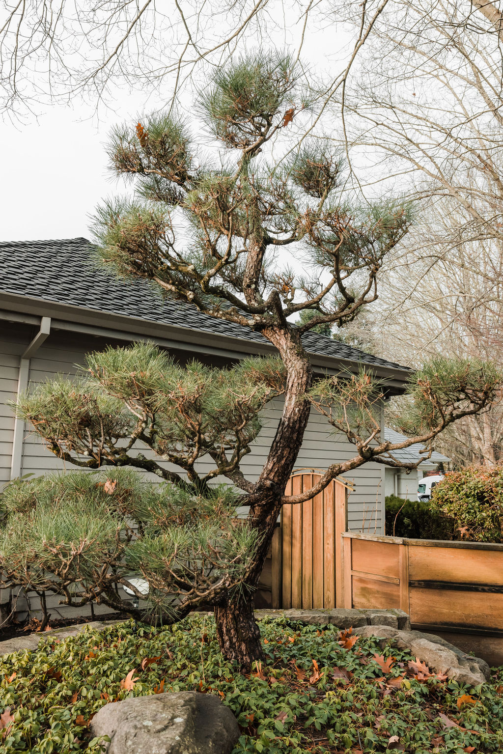 Japanese Niwaki-Style Pruned Pine Tree