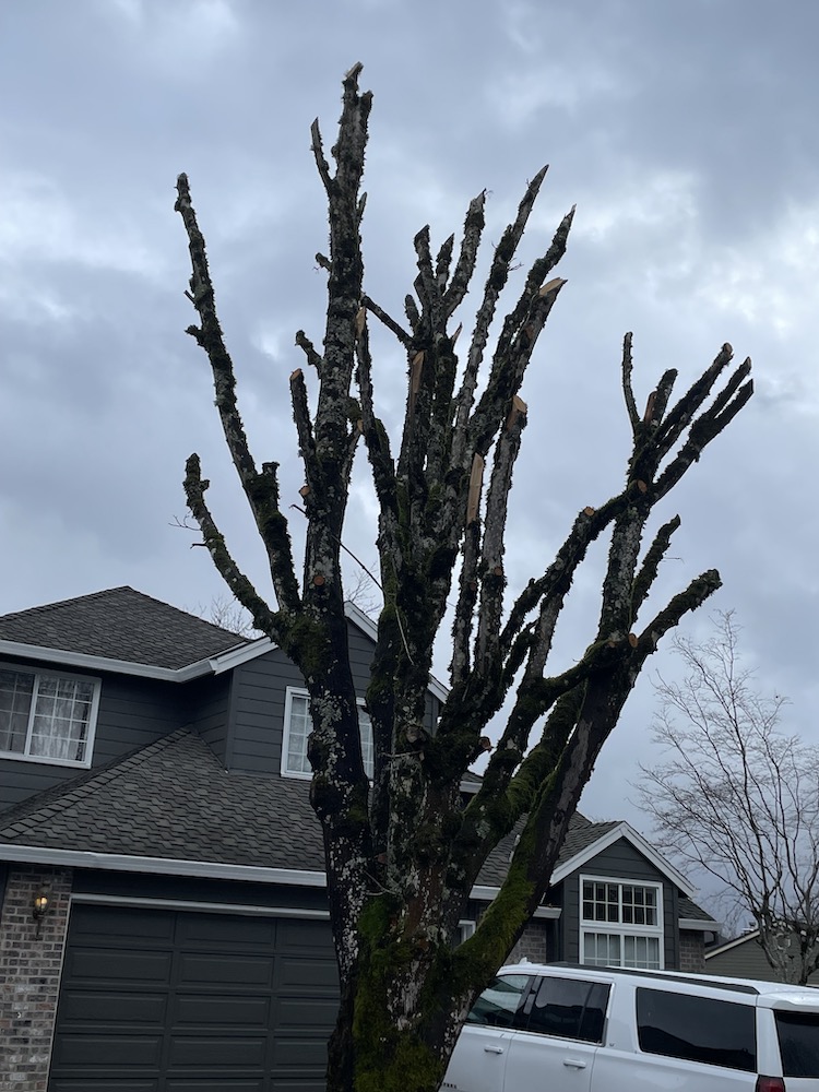 Examples Bad (&!) Pruning! Good News Tree Service, Inc.