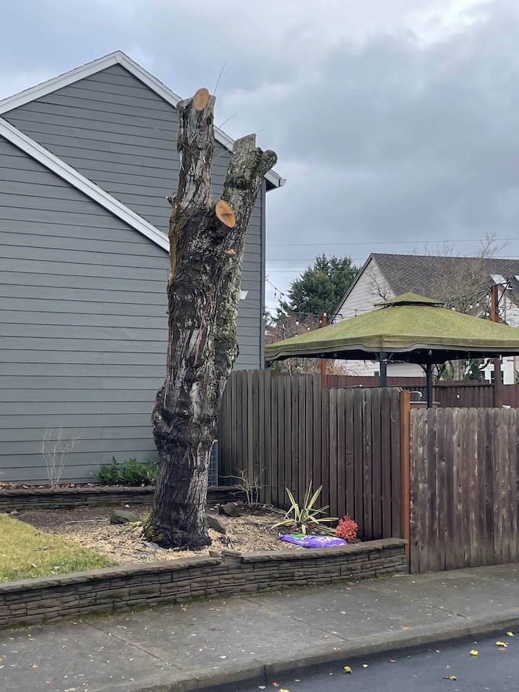 Examples Bad (&!) Pruning! Good News Tree Service, Inc.